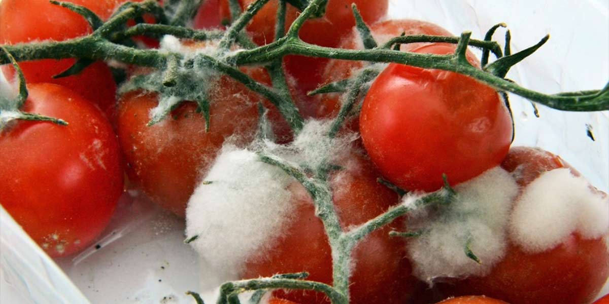 Grossista piemontese condannato per frode